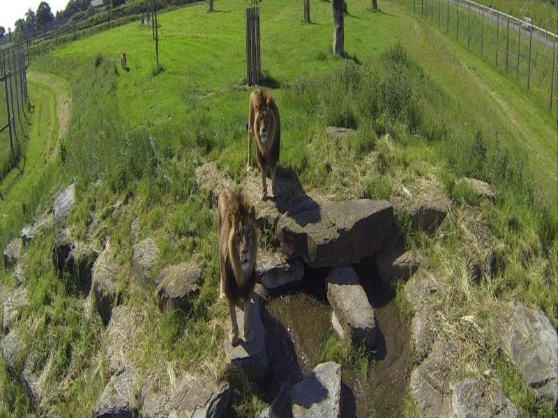 Hex Wildlife Hotel At Yorkshire Wildlife Park image