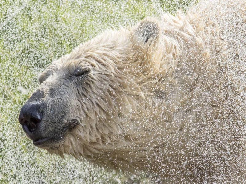 Hex Wildlife Hotel At Yorkshire Wildlife Park image