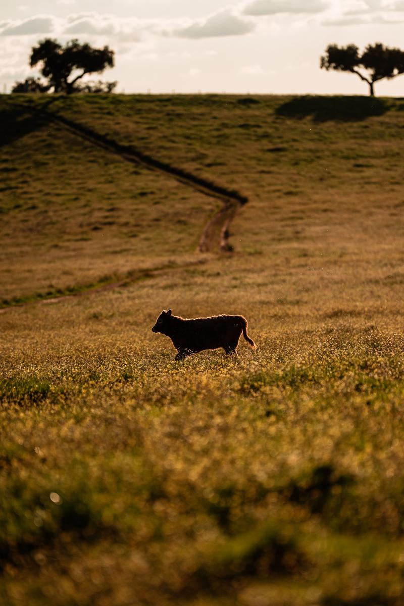 Herdade Dos Moreiros image