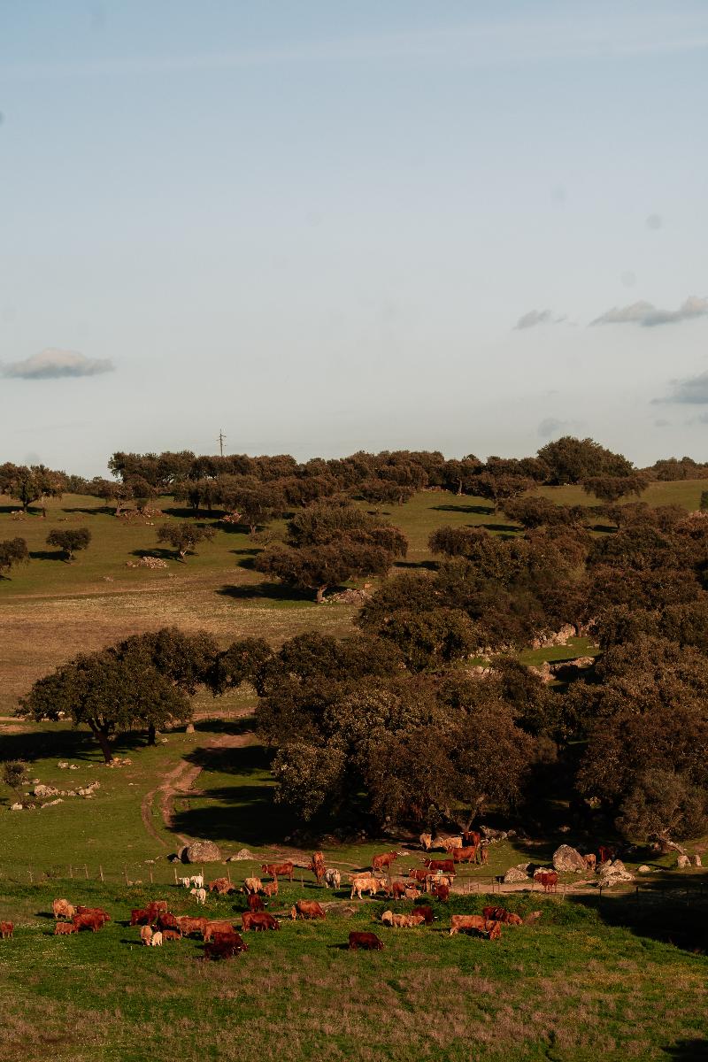 Herdade Dos Moreiros image