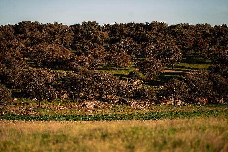 Herdade Dos Moreiros image