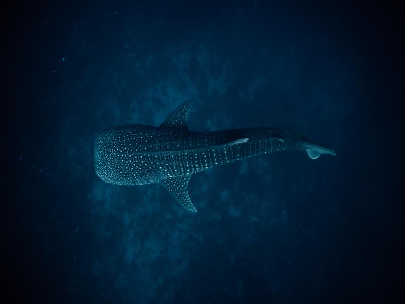Conrad Maldives Rangali Island image