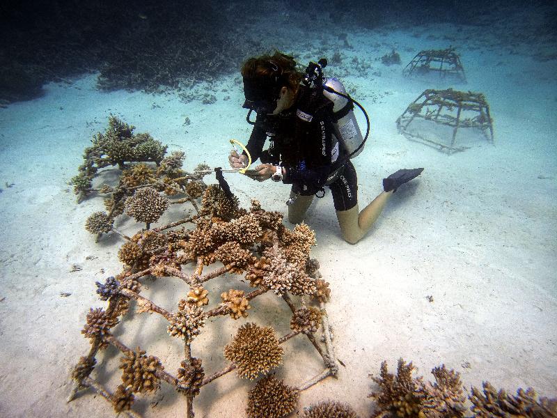 Conrad Maldives Rangali Island image