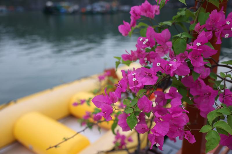 Cat Ba Fishing Village Bay House image