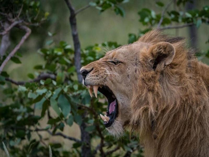 Safari Moon Luxury Bush Lodge image