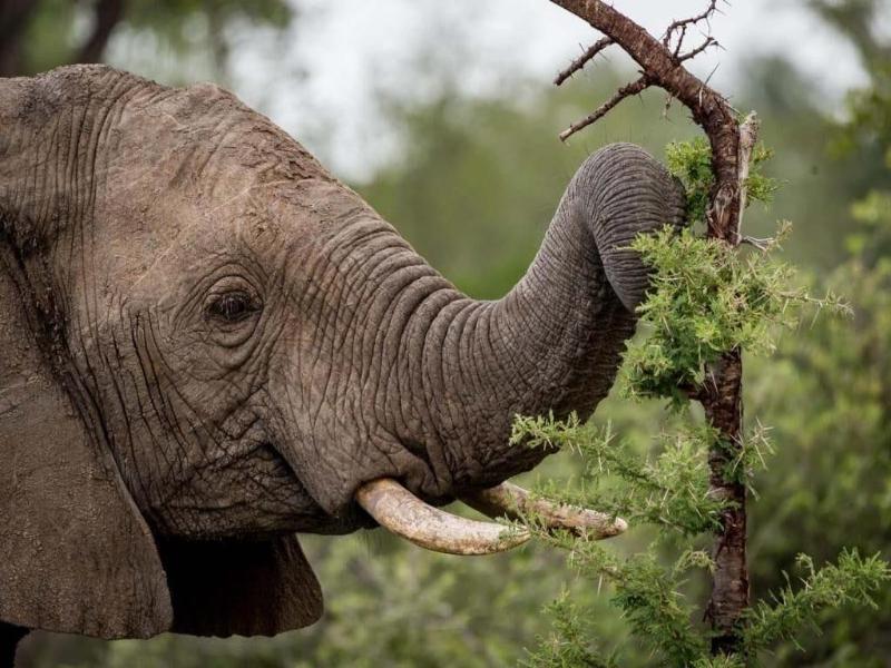 Safari Moon Luxury Bush Lodge image