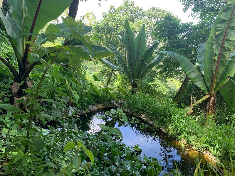 Finca El Tambor