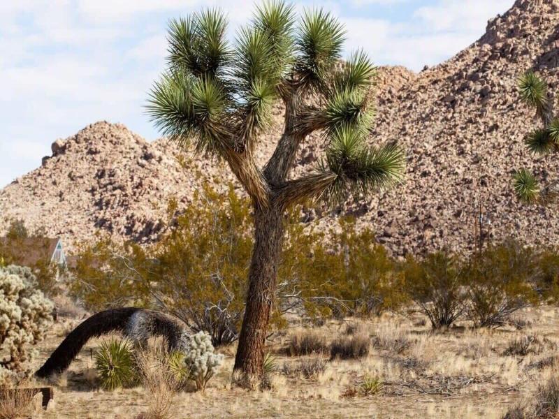 @ Marbella Lane - 10 Acres Oasis Desert Retreat! image