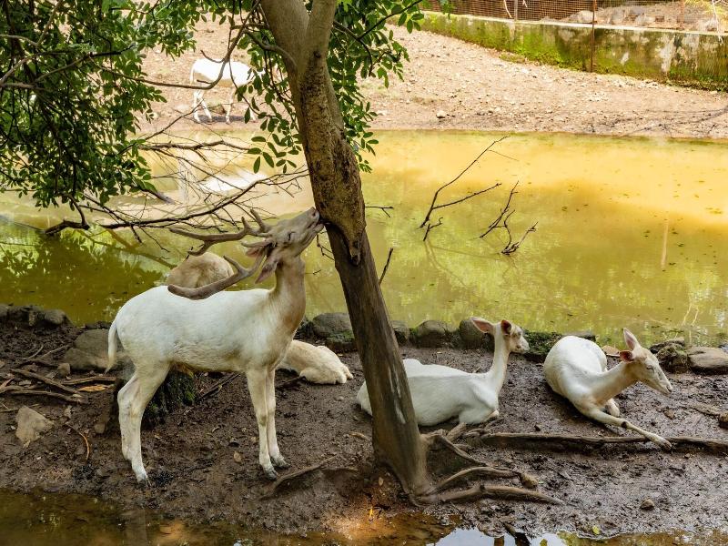 Aayush Resort Karjat image