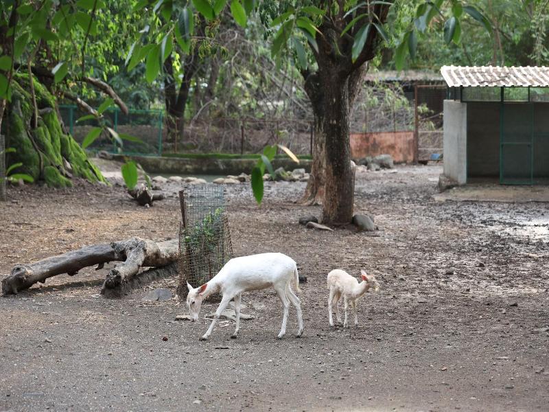 Aayush Resort Karjat image