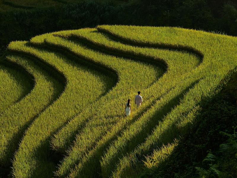 Garrya Mu Cang Chai