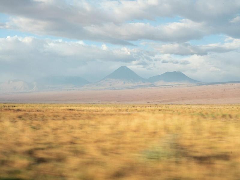 Fauna Atacama image