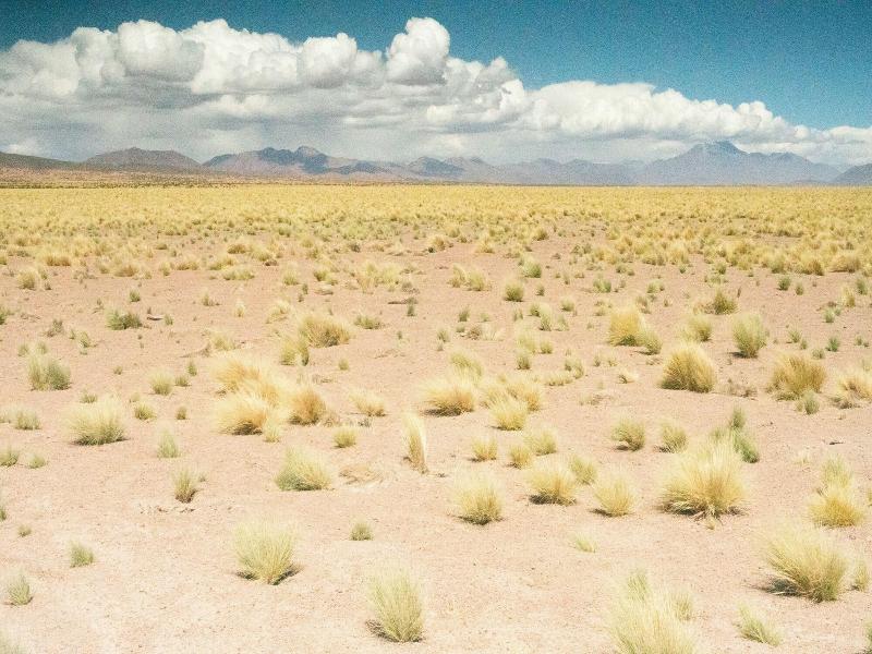 Fauna Atacama image
