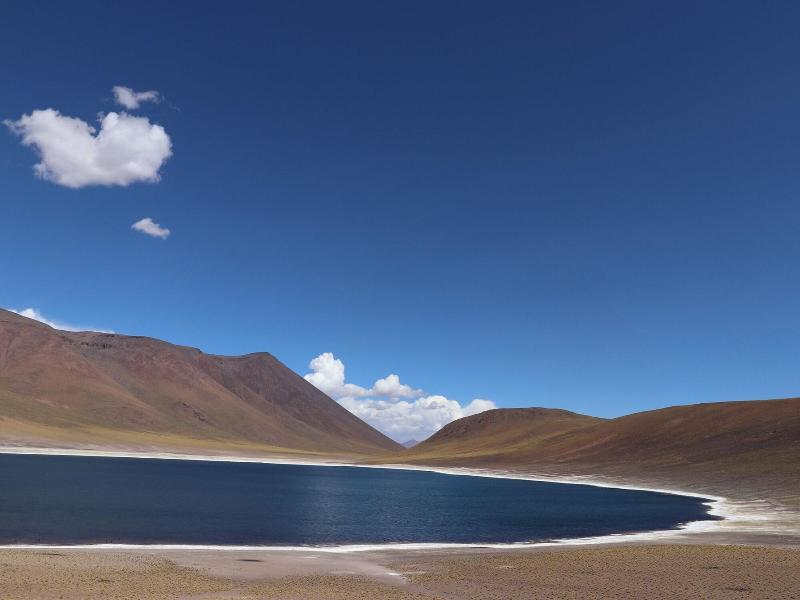 Fauna Atacama image