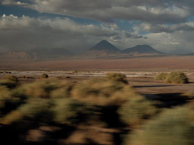 Fauna Atacama image