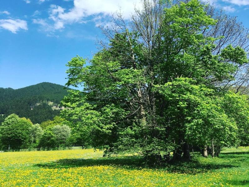 Alte Postvilla image