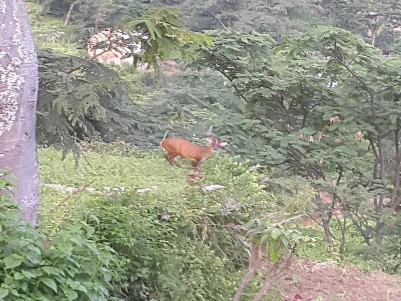 Shivapuri Heights Cottages image
