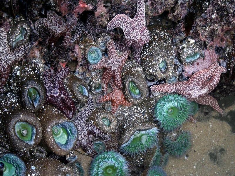 Tide Pool Villas image