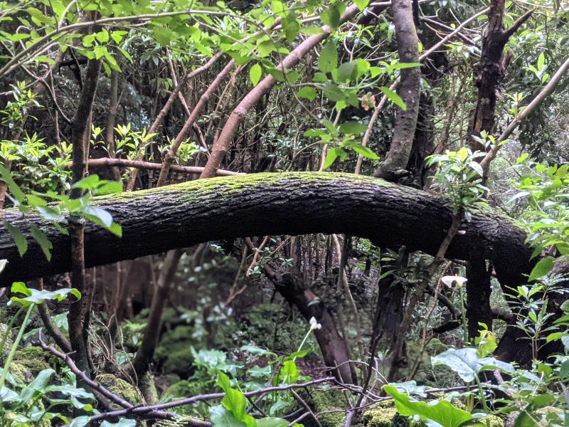 Cabanas Da Viscondessa — general view