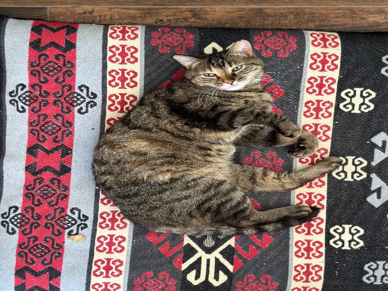 Urla Taş Konak image