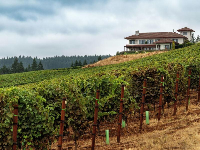 Black Walnut Inn Vineyard image