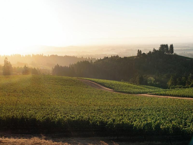 Black Walnut Inn Vineyard image