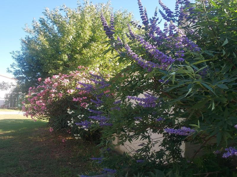 Bergerie D'alivon En Camargue image