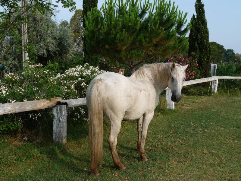 Bergerie D'alivon En Camargue image