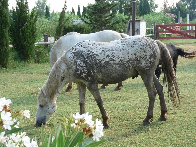 Bergerie D'alivon En Camargue image