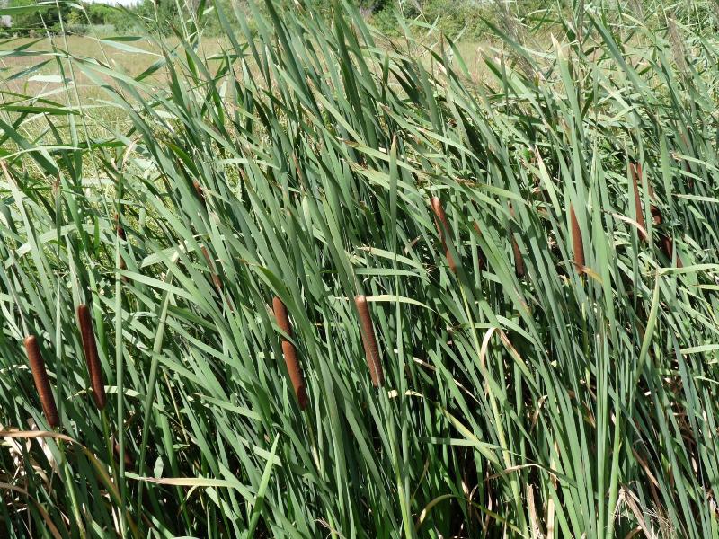 Bergerie D'alivon En Camargue image