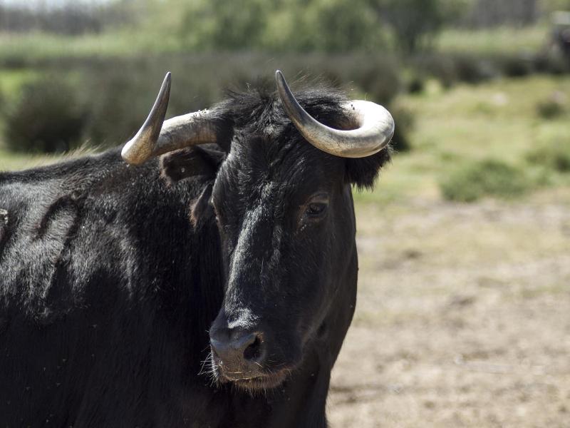 Bergerie D'alivon En Camargue image