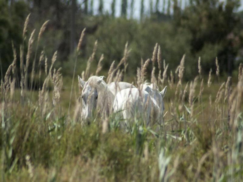 Bergerie D'alivon En Camargue image
