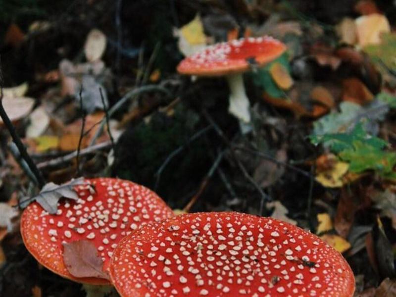 Peaceful Chalet Retreat image