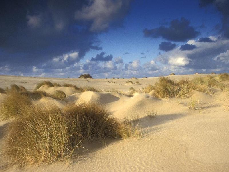 Ara Dune Hotel image