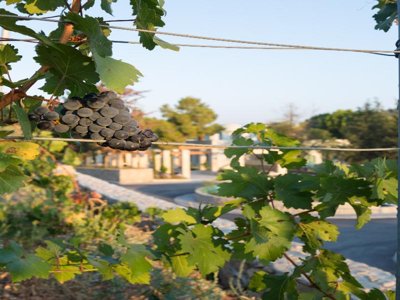 Gillham Vineyard Adults Only image