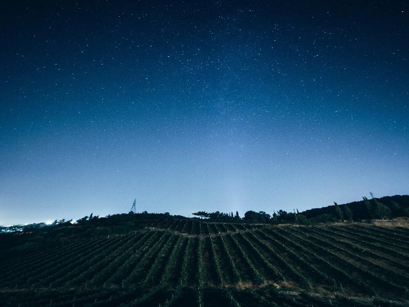 Gillham Vineyard Adults Only image