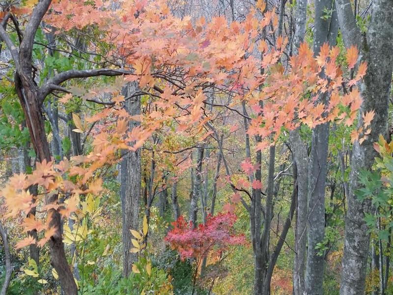 Tenjin Lodge image