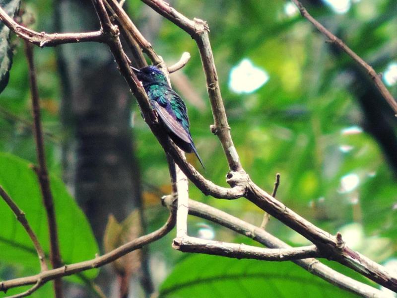 Pousada Bocaina image