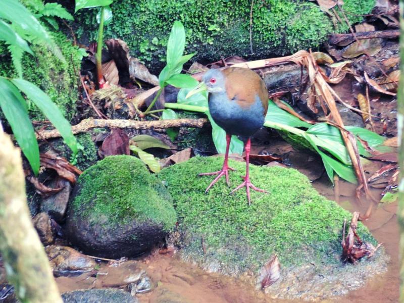 Pousada Bocaina image