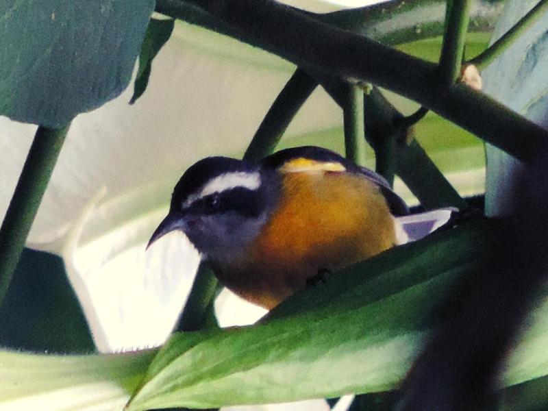 Pousada Bocaina image