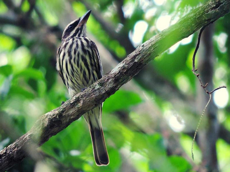 Pousada Bocaina image