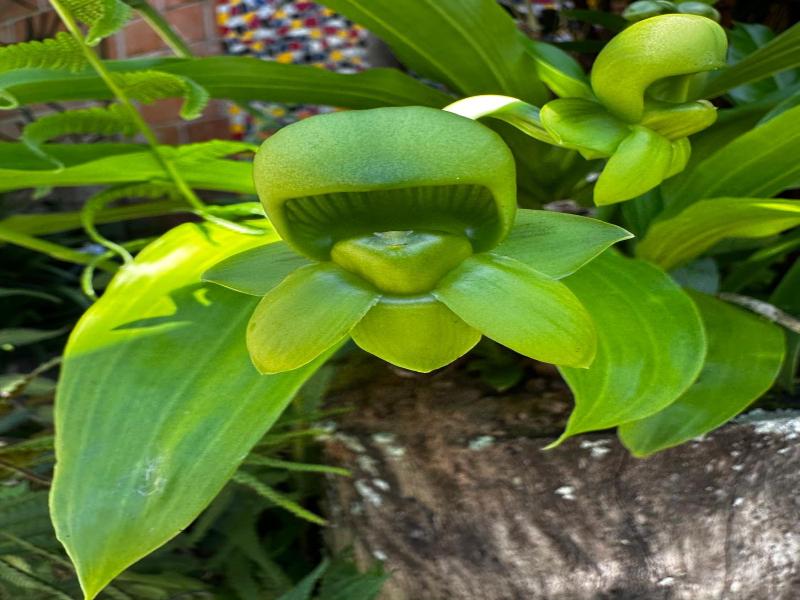 Ganesh Chalés — photo 2