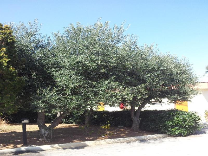 Hotel Giardino image
