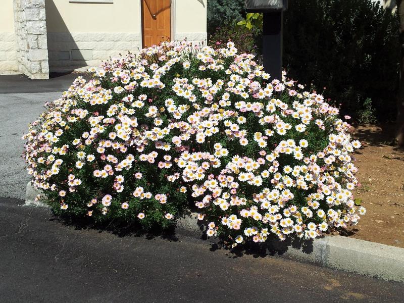 Hotel Giardino image