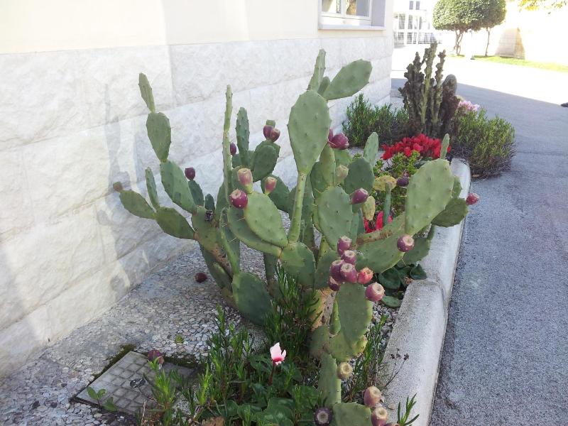 Hotel Giardino image