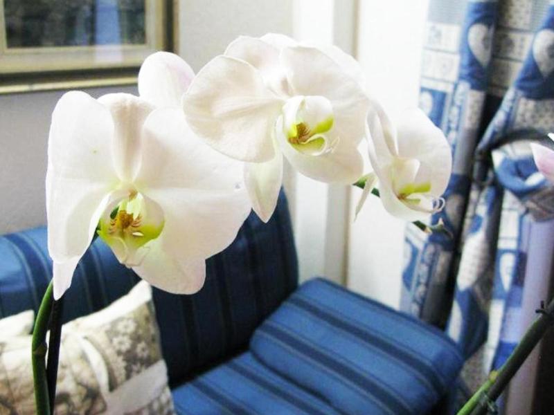 Hotel Bucaneve image