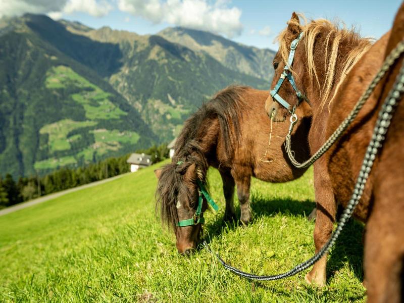 Taser Alm image