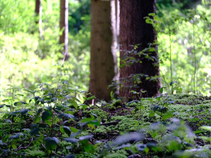 Frida Am Wald image