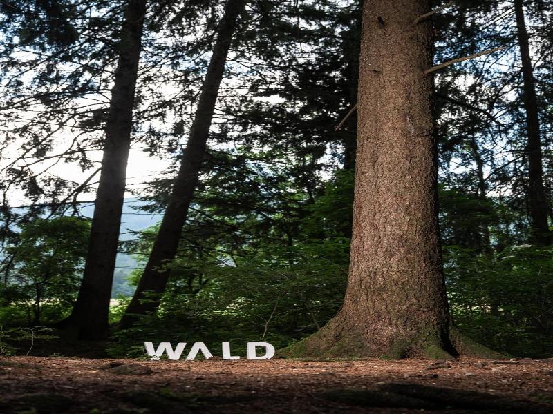 Frida Am Wald image