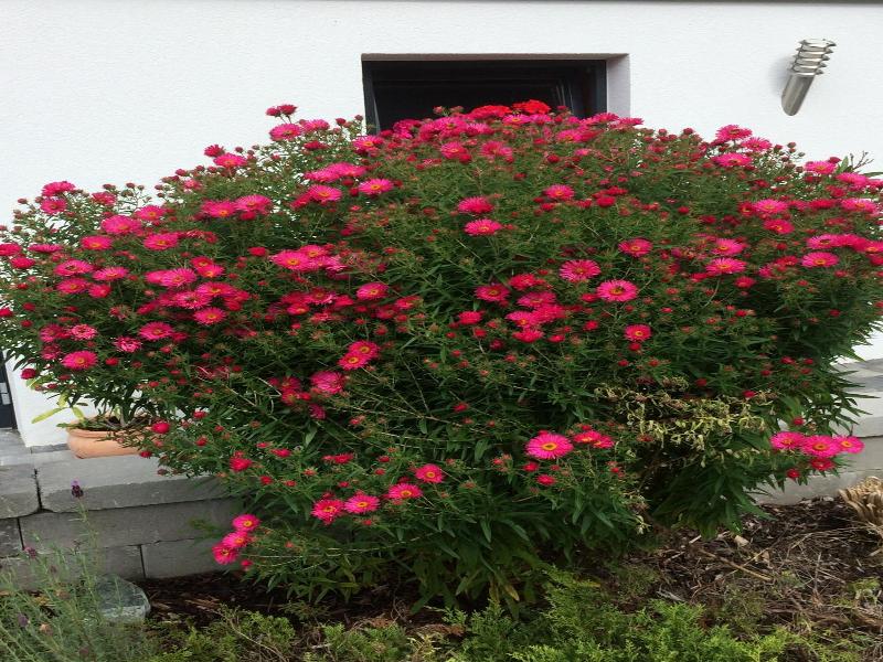 Gasthof Waldrast image